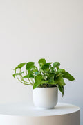Pothos Kit