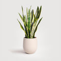 Snake Plant Kit